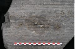 Foto (Detailansicht) von Sigillaria elongata Brongniart (NHMW-GEO-2024-0188-11053)